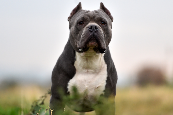 Temperamento dell’American Pit Bull Terrier: perché è sbagliato ritenerli aggressivi Amici e Natura iTALIA Temperamento dell’American Pit Bull Terrier: perché è sbagliato ritenerli aggressivi Amici e Natura iTALIA